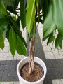 Ficus Amstel King