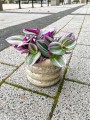 Tradescantia Nanouk Trzykrotka