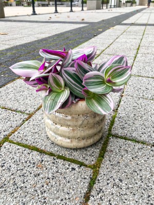 Tradescantia Nanouk, trzykrotka