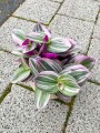 Tradescantia Nanouk Trzykrotka
