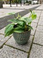 Philodendron Scandens