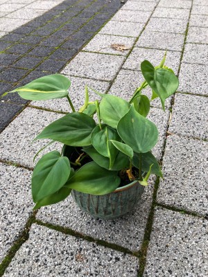 Philodendron scandens green, filodendron