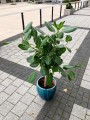 Ficus Benghalensis Audrey