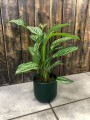 Calathea elliptica Vittata