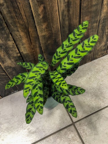 Calathea lancifolia