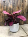 Calathea roseopicta Crimson