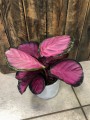 Calathea roseopicta Crimson