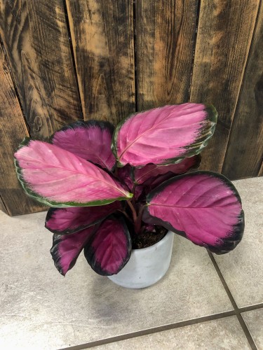 Calathea roseopicta Crimson