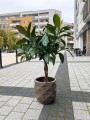 Ficus elastica Melany drzewko.jpg