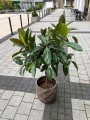 Ficus elastica Melany.jpg