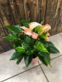 Anthurium Joli Peach