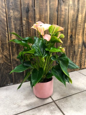 Anthurium Joli Peach, anturium