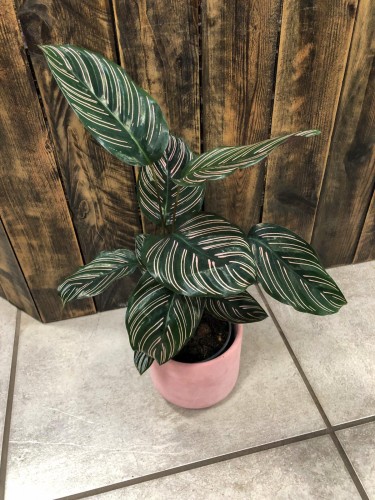 Calathea ornata Sanderiana