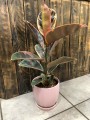 Ficus elastica Belize