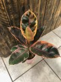 Fikus elastica Belize