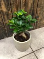 Ficus microcarpa Ginseng