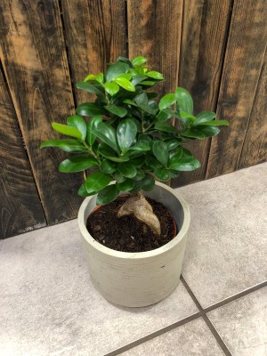 Ficus microcarpa Ginseng bonsai, fikus