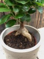 Fikus microcarpa Ginseng bonsai