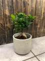 Ficus microcarpa Ginseng bonsai