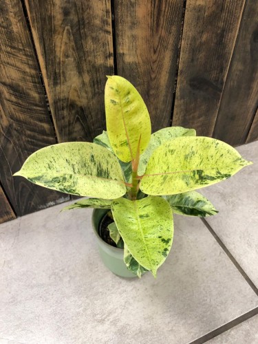 Ficus elastica Shivereana