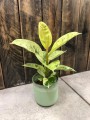 Ficus Shivereana