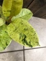 Fikus elastica Shivereana