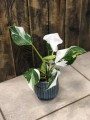 Filodendron White Princess