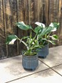 Philodendron White Princess