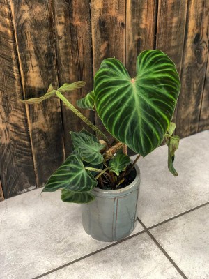 Philodendron verrucosum Incensi, filodendron
