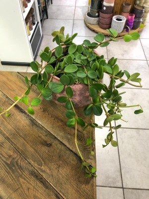 Peperomia tetraphylla Hope