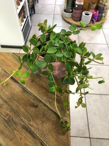 Peperomia Hope