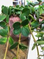 Peperomia tetraphylla Hope