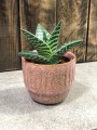 Aloe variegata tribal