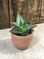 Aloes variegata