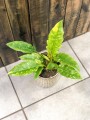 Filodendron Ring of Fire