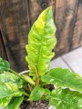 Philodendron Ring of Fire