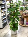 Epipremnum aureum palik.jpg