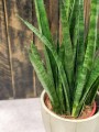 Sansewieria Zeylanica Greenline.jpg