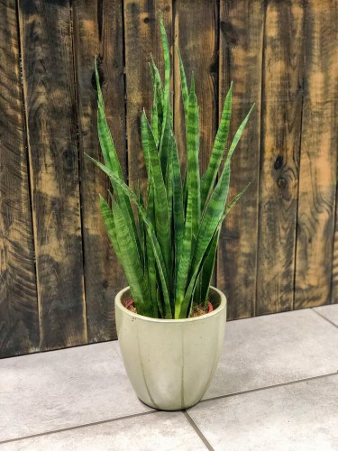 Sansevieria Zeylanica Greenline.jpg