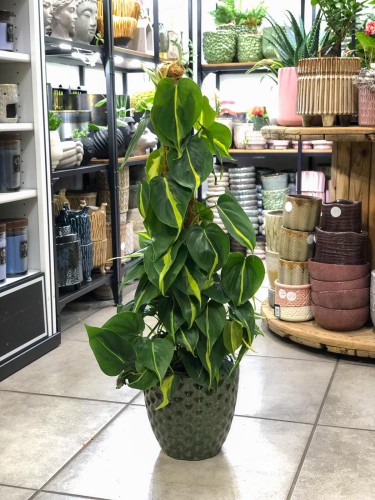 Philodendron Scandens Brasil XL palik .jpg