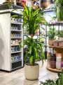 Dracena Massangeana. .jpg