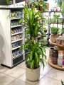 Dracena Massangeana .jpg
