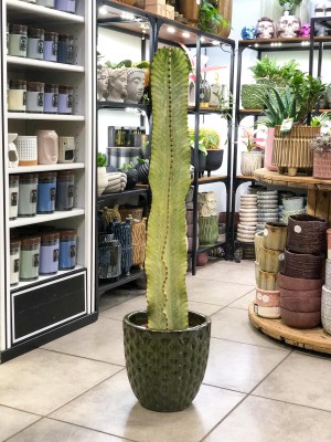 Euphorbia Variegata Marmorata, wilczomlecz