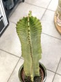 Euphorbia Variegata Marmorata wilczomlecz .jpg