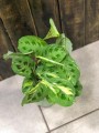 Maranta leuconeura Kerchoveana.jpg