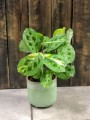 Maranta leuconeura Kerchoveana Variegata.jpg