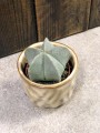 Astrophytum myriostigma czapka biskupia.jpg