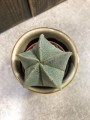 Astrophytum myriostigma.jpg