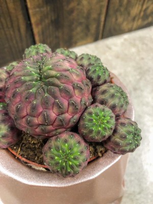 Rebutia muscula, rebucja