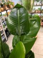 Strelitzia nicolai.jpg